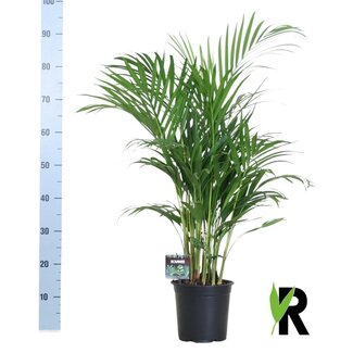 Koning Bamboe Dypsis Lutescens 120 houseplant 100 cm