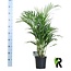 Dypsis Lutescens 120 houseplant 100 cm pot size 19 cm