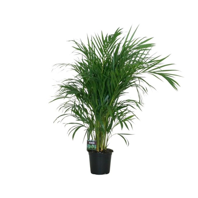 Dypsis Lutescens 120 houseplant 100 cm pot size 19 cm