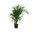 Dypsis Lutescens 120 Zimmerpflanze 100 cm Topfmaß 19 cm