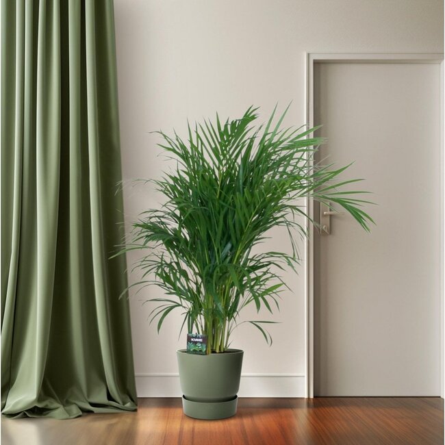 Dypsis Lutescens 120 kamerplant 100 cm potmaat 19 cm