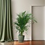 Dypsis Lutescens 120 kamerplant 100 cm potmaat 19 cm