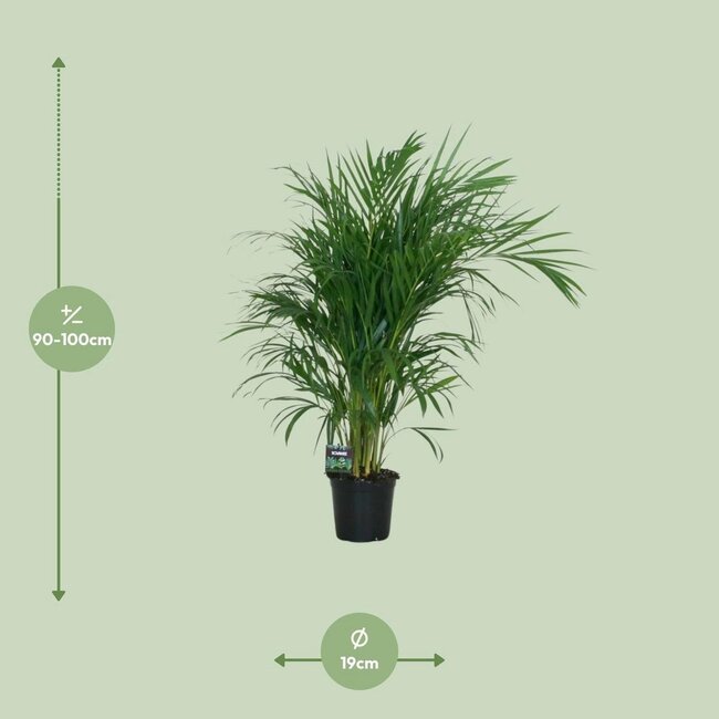 Dypsis Lutescens 120 houseplant 100 cm pot size 19 cm