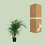 Dypsis Lutescens 120 Zimmerpflanze 100 cm Topfmaß 19 cm