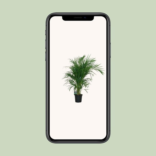 Dypsis Lutescens 120 kamerplant 100 cm potmaat 19 cm