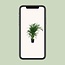 Dypsis Lutescens 120 houseplant 100 cm pot size 19 cm