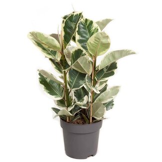 Koning Bamboe Ficus Elastica Tineke houseplant 100 cm
