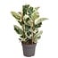 Ficus Elastica Tineke kamerplant 100 cm potmaat 27 cm
