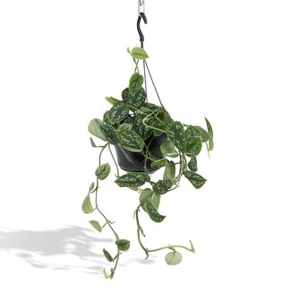 Koning Bamboe Scindapsus Pictus Trebie kamerplant 25 cm