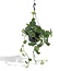 Scindapsus Pictus Trebie kamerplant 25 cm potmaat 15 cm