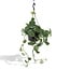 Scindapsus Pictus Trebie houseplant 25 cm pot size 15 cm