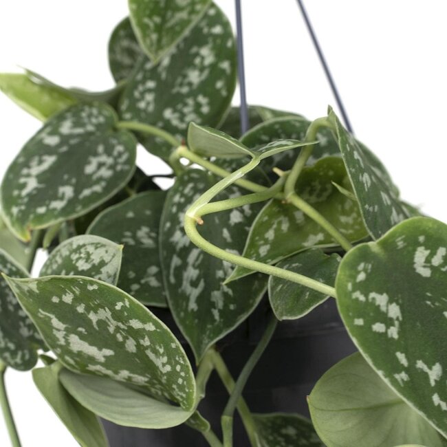 Scindapsus Pictus Trebie kamerplant 25 cm potmaat 15 cm