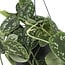 Scindapsus Pictus Trebie houseplant 25 cm pot size 15 cm