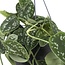 Scindapsus Pictus Trebie kamerplant 25 cm potmaat 15 cm