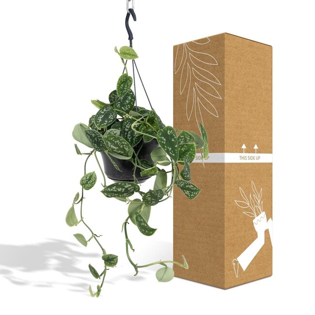 Scindapsus Pictus Trebie kamerplant 25 cm potmaat 15 cm