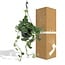 Scindapsus Pictus Trebie houseplant 25 cm pot size 15 cm