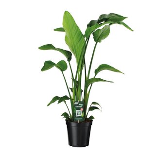 Koning Bamboe Strelitzia Nicolai kamerplant 90 cm