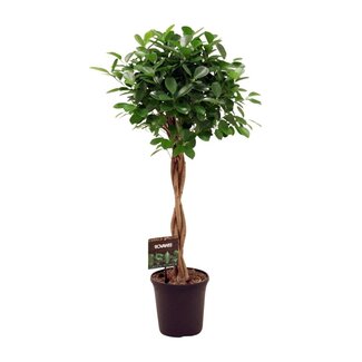 Koning Bamboe Ficus Micr. Moclame houseplant 100 cm