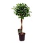 Ficus Micr. Moclame kamerplant 100 cm potmaat 23 cm