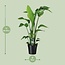Strelitzia Nicolai kamerplant 90 cm potmaat 19 cm
