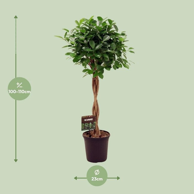Ficus Micr. Moclame kamerplant 100 cm potmaat 23 cm