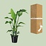 Strelitzia Nicolai kamerplant 90 cm potmaat 19 cm