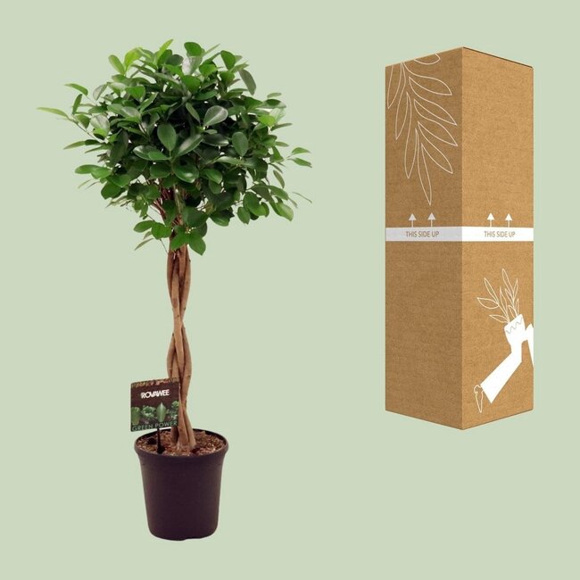 Ficus Micr. Moclame kamerplant 100 cm potmaat 23 cm