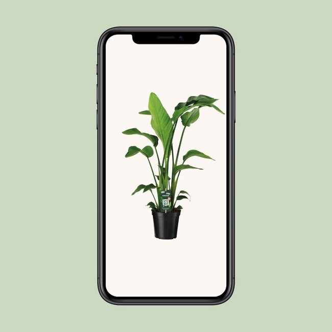 Strelitzia Nicolai Zimmerpflanze 90 cm Topfmaß 19 cm