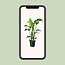 Strelitzia Nicolai kamerplant 90 cm potmaat 19 cm