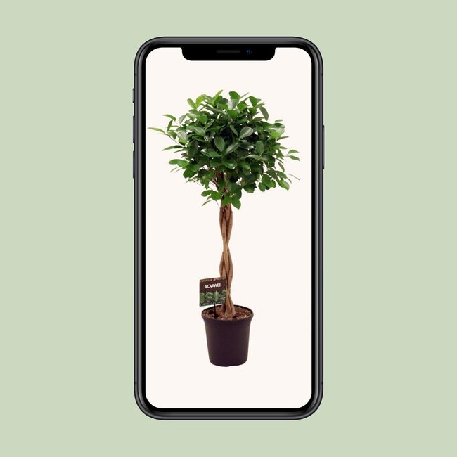 Ficus Micr. Moclame kamerplant 100 cm potmaat 23 cm