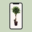 Ficus Micr. Moclame kamerplant 100 cm potmaat 23 cm