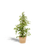 Ficus benjamina Goldenking houseplant 95 cm pot size 21 cm
