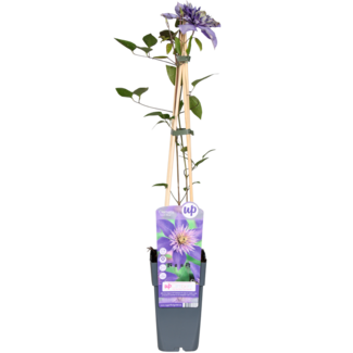 Koning Bamboe Clematis Multi blauw Clematis blauw tuinplant 65 cm
