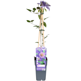 Koning Bamboe Clematis Multi blue Clematis blue garden plant 65 cm