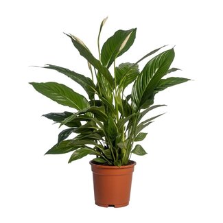 Koning Bamboe Spathiphyllum Vivaldi kamerplant 70 cm