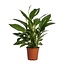 Spathiphyllum Vivaldi kamerplant 70 cm potmaat 17 cm