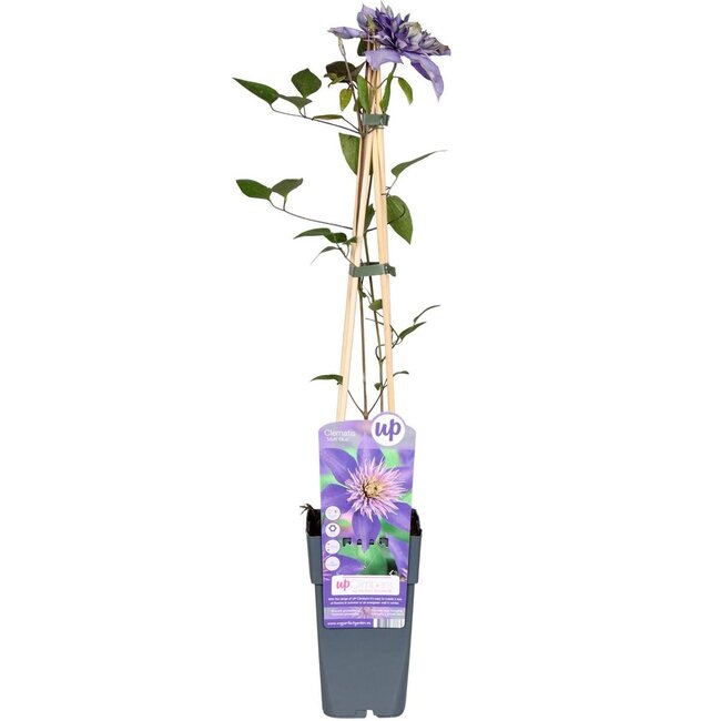 Clematis Multi blauw Clematis blauw tuinplant 65 cm potmaat 15 cm