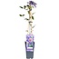 Clematis Multi blauw Clematis blauw tuinplant 65 cm potmaat 15 cm