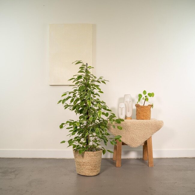 Ficus benjamina Goldenking houseplant 95 cm pot size 21 cm