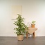 Ficus benjamina Goldenking houseplant 95 cm pot size 21 cm
