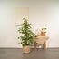 Ficus benjamina Goldenking Zimmerpflanze 95 cm Topfmaß 21 cm