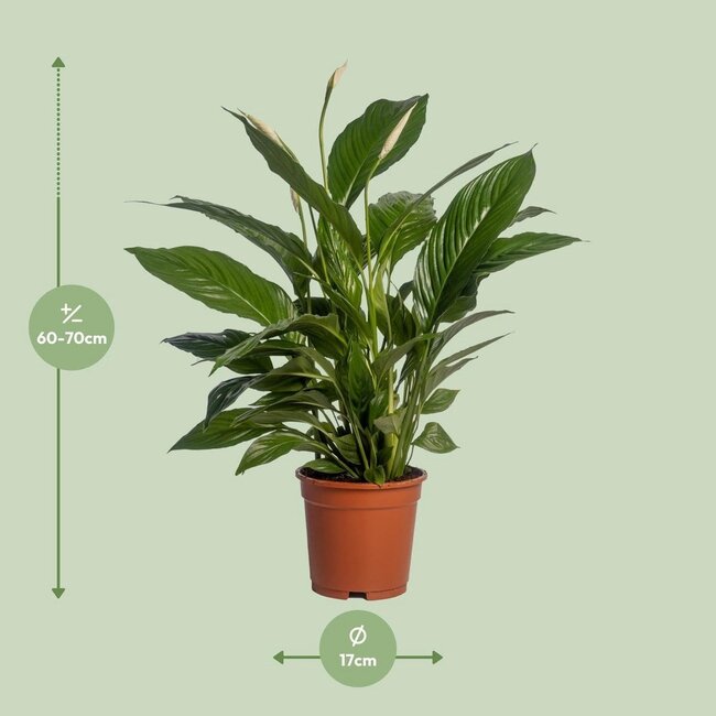Spathiphyllum Vivaldi kamerplant 70 cm potmaat 17 cm