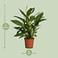 Spathiphyllum Vivaldi houseplant 70 cm pot size 17 cm
