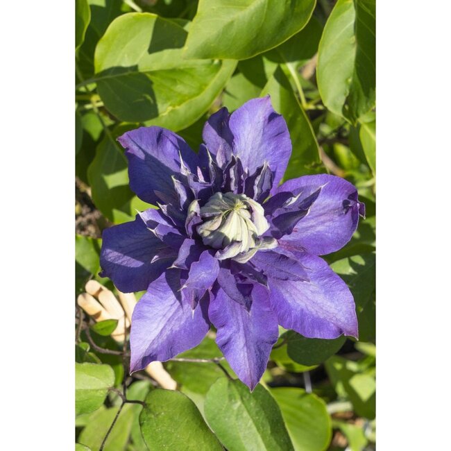 Clematis Multi blauw Clematis blauw tuinplant 65 cm potmaat 15 cm