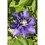 Clematis Multi blauw Clematis blauw tuinplant 65 cm potmaat 15 cm