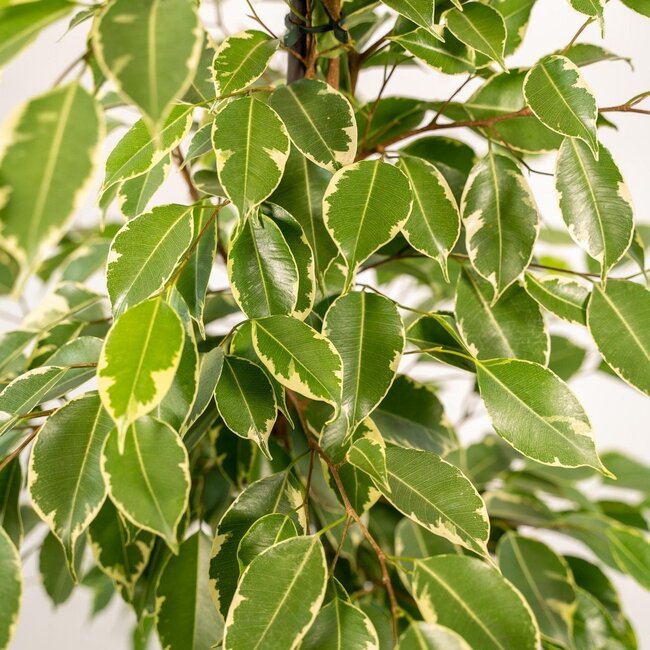 Ficus benjamina Goldenking kamerplant 95 cm potmaat 21 cm