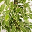 Ficus benjamina Goldenking houseplant 95 cm pot size 21 cm
