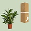 Spathiphyllum Vivaldi houseplant 70 cm pot size 17 cm