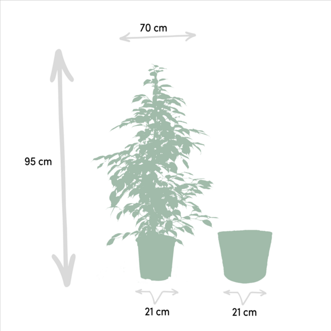 Ficus benjamina Goldenking kamerplant 95 cm potmaat 21 cm