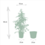 Ficus benjamina Goldenking Zimmerpflanze 95 cm Topfmaß 21 cm
